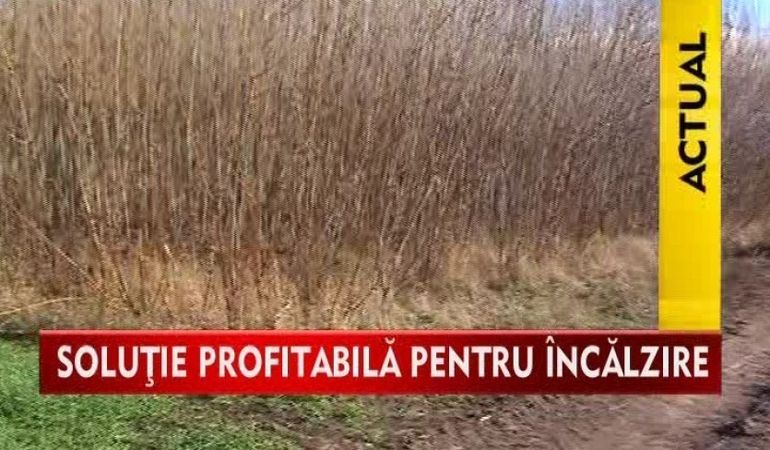 Salciile suedeze, alternativa ieftina pentru incalzire.AFLA CUM E POSIBIL! VIDEO
